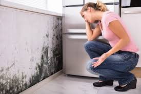 Mold Documentation for Insurance Claims in Burbank, IL